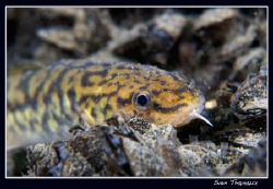 A hunting burbot (Lota lota) on last Wednesday night dive by Sven Tramaux 